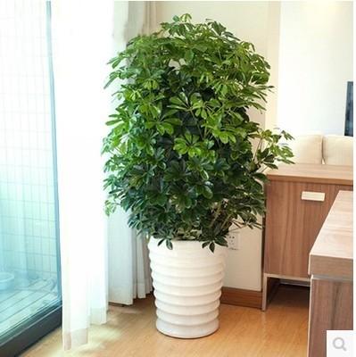 好養的大型綠植_養大型綠植好不好_大型綠植哪個好養