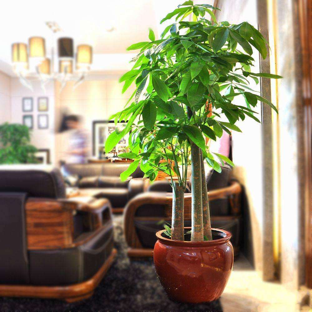 大型綠植哪個好養_養大型綠植好不好_好養的大型綠植