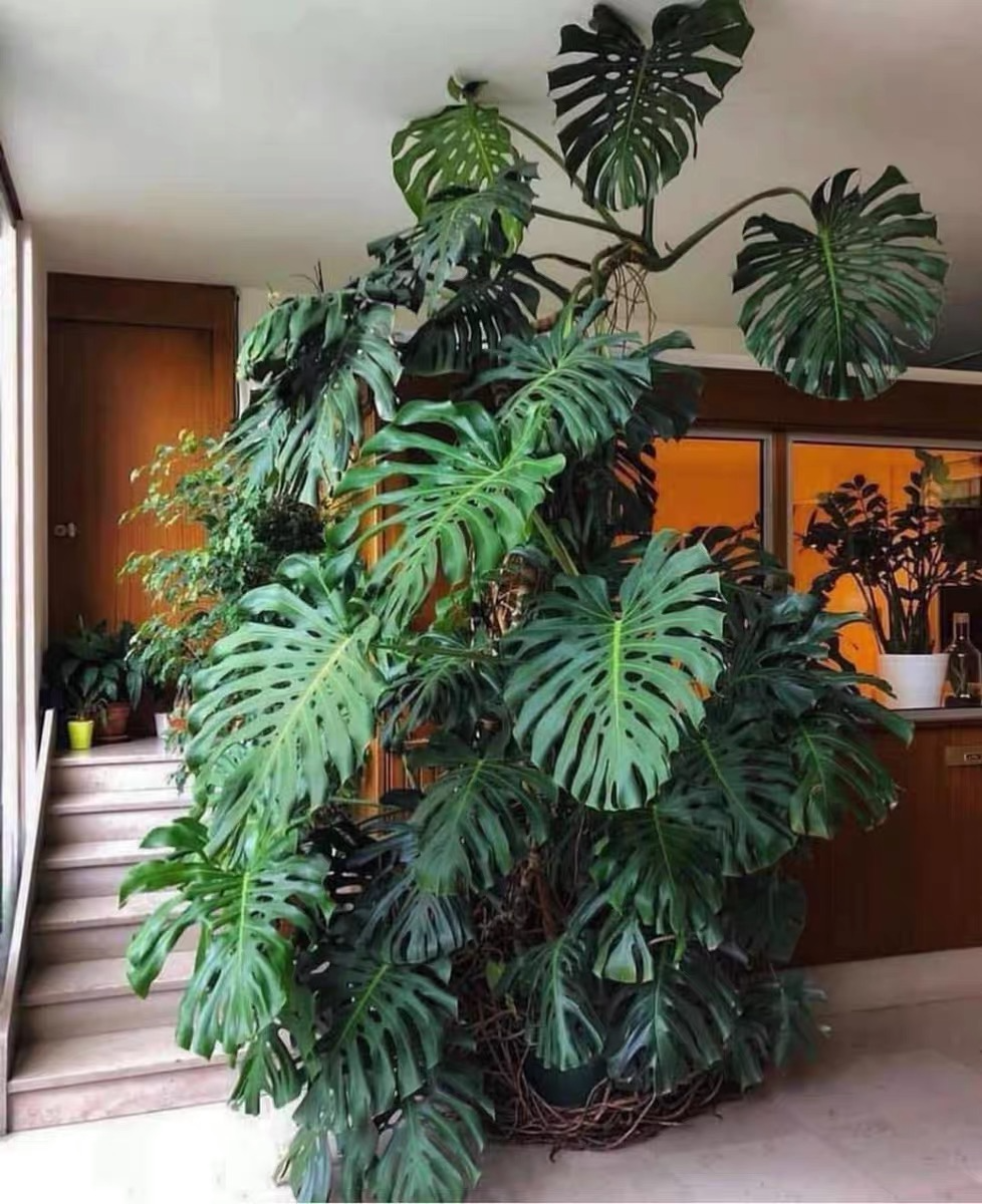 耐寒耐陰的大型綠植_耐寒耐陰的大型綠植有哪些_耐陰耐寒室外綠化植物