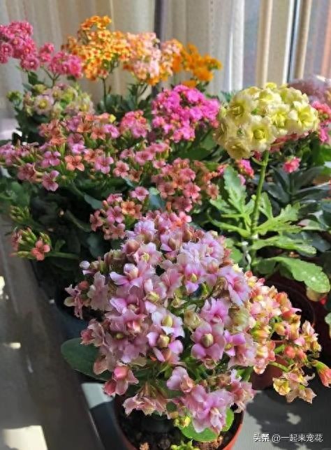 11月帶回家的長(zhǎng)壽花，趕緊做好這4件事，輕松開成大花球
