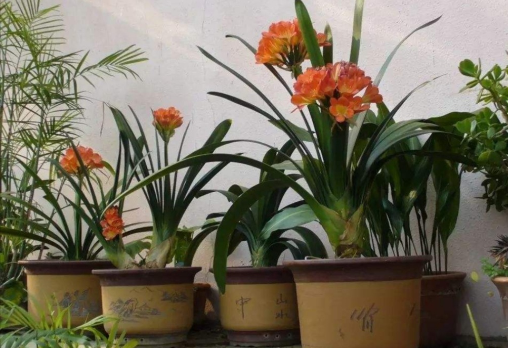 適合客廳養(yǎng)的植物_客廳養(yǎng)植物適合什么花_客廳適合養(yǎng)的植物