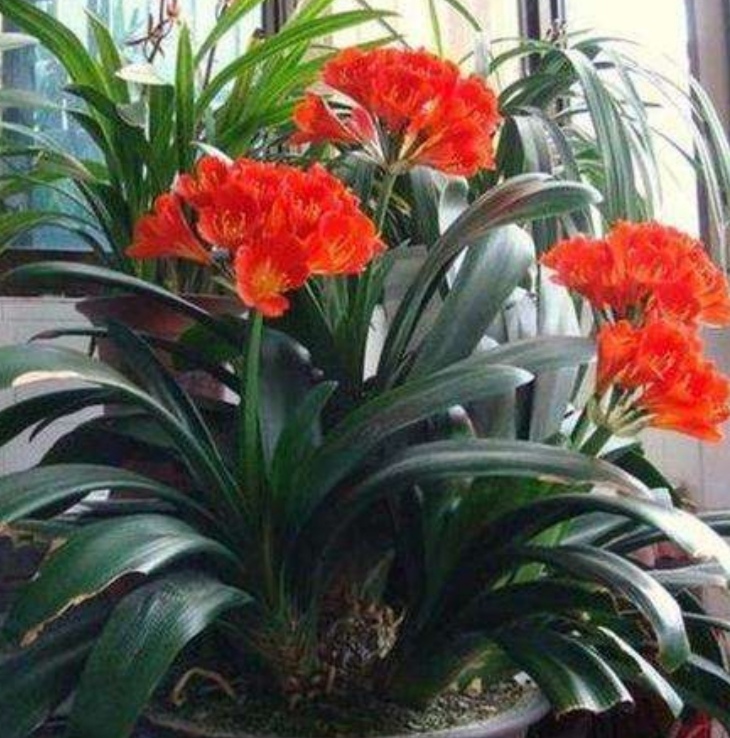 客廳養(yǎng)植物適合什么花_適合客廳養(yǎng)的植物_客廳適合養(yǎng)的植物