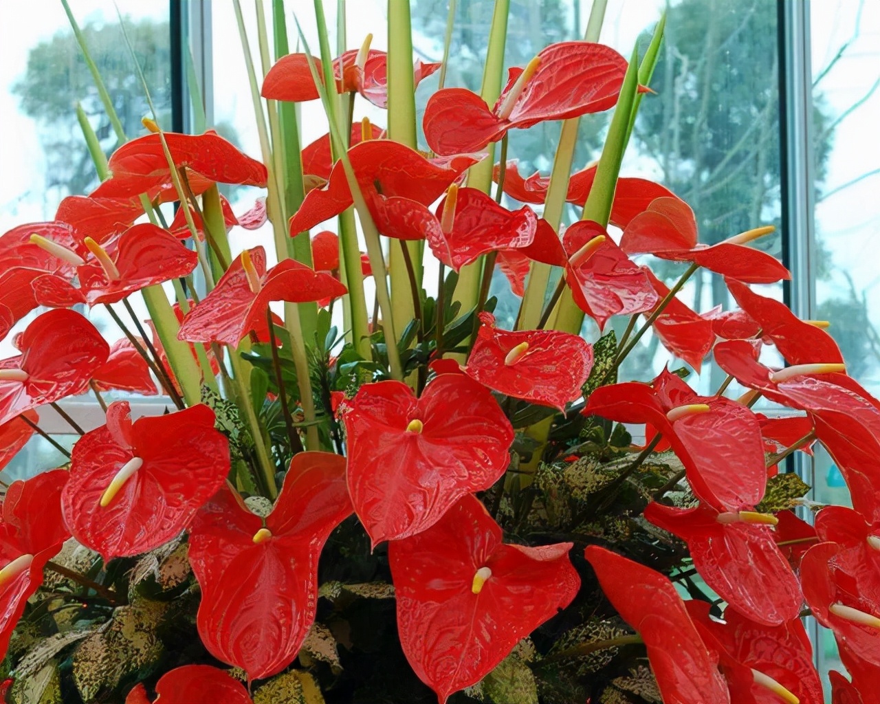 花卉適宜盆栽室內還是室外_適合室內盆栽花卉盆景_室內適宜盆栽花卉