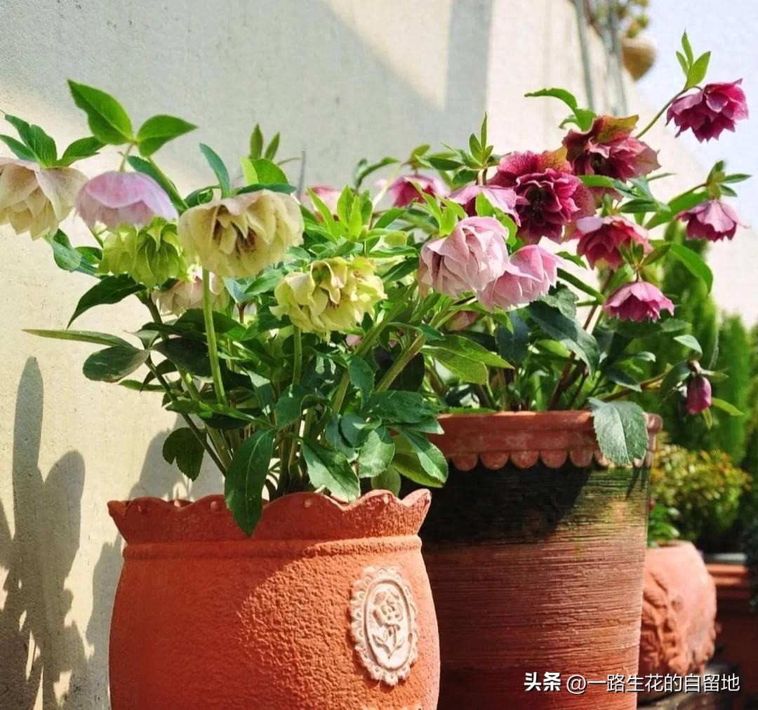 冬季養花_冬季養花施肥_冬季養花的注意事項