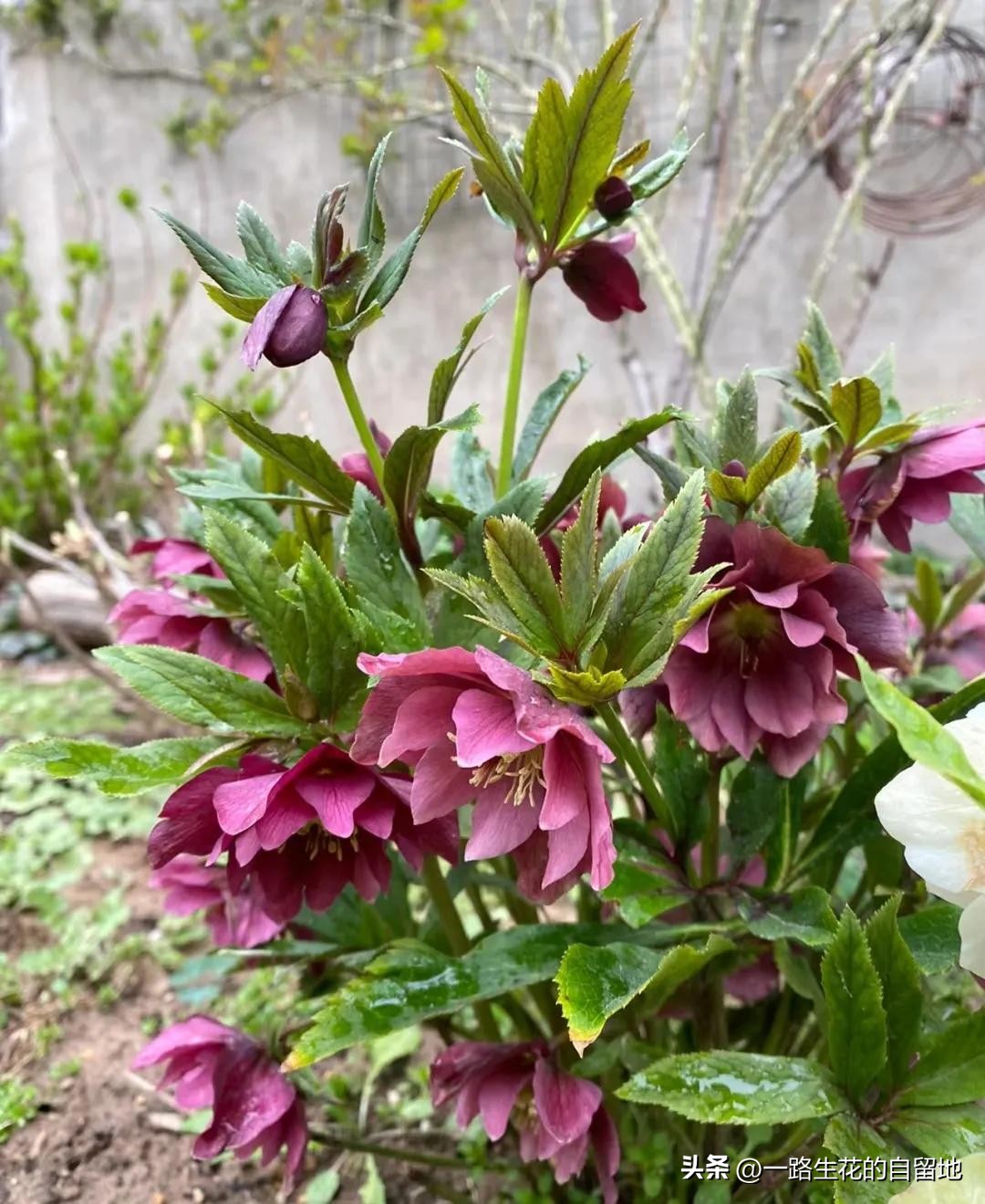 冬季養花的注意事項_冬季養花施肥_冬季養花