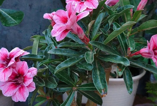 室內(nèi)玫瑰養(yǎng)適合花盆嗎_室內(nèi)玫瑰養(yǎng)適合花還是樹(shù)_玫瑰花適合在室內(nèi)養(yǎng)嗎