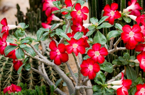 室內(nèi)玫瑰養(yǎng)適合花還是樹(shù)_室內(nèi)玫瑰養(yǎng)適合花盆嗎_玫瑰花適合在室內(nèi)養(yǎng)嗎