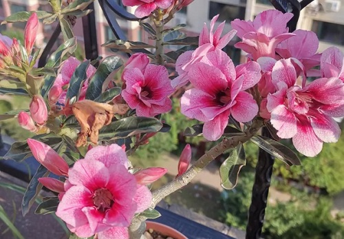 玫瑰花適合在室內(nèi)養(yǎng)嗎_室內(nèi)玫瑰養(yǎng)適合花還是樹(shù)_室內(nèi)玫瑰養(yǎng)適合花盆嗎
