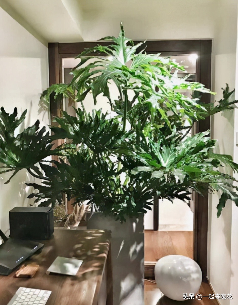 8款適合客廳的大型綠植，皮實好養上檔次，擺在家里空氣更清新