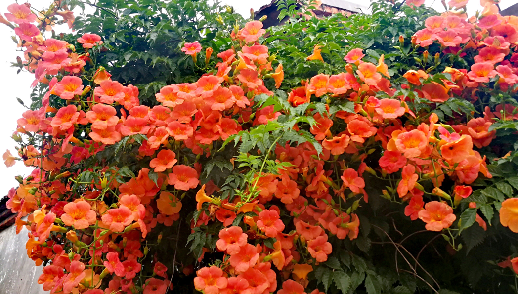 冬天怕冷的花卉_凍天養什么花_什么花適合冬天養不怕凍