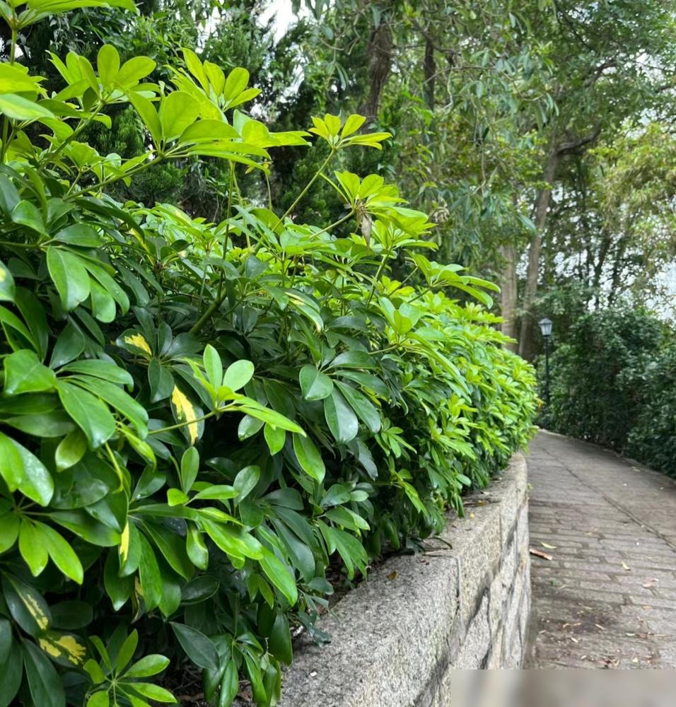便宜又好養(yǎng)的綠植_便宜養(yǎng)綠植好不好_便宜養(yǎng)綠植好養(yǎng)的植物