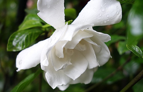 梔子花適合室內(nèi)養(yǎng)嗎_梔子花適不適合室內(nèi)養(yǎng)_室內(nèi)養(yǎng)梔子花適合什么花盆
