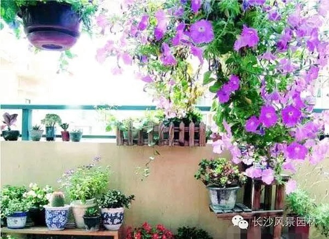 陽臺適合養殖什么花草_陽臺養植物適合什么花_陽臺適合養什么植物