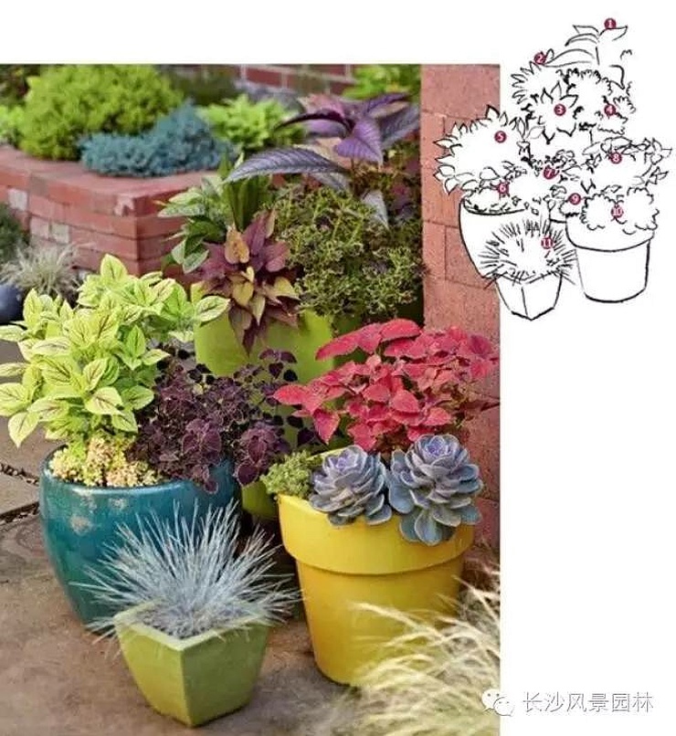 陽臺適合養殖什么花草_陽臺適合養什么植物_陽臺養植物適合什么花
