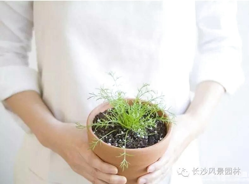 陽臺適合養殖什么花草_陽臺養植物適合什么花_陽臺適合養什么植物